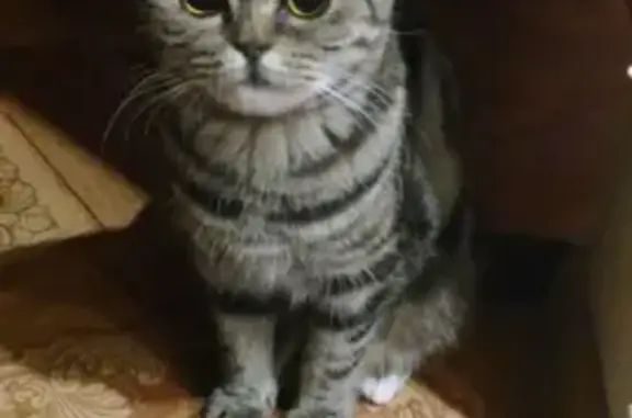 Пропала шотландская кошка в п. Кириллинский, Самарская область