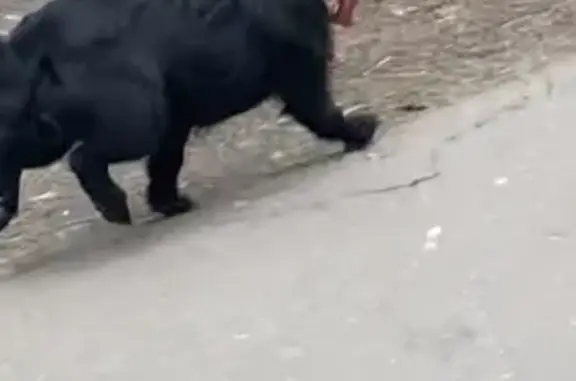 Найдена маленькая чёрная собака на ул. Шишкина, 14 в Мытищах