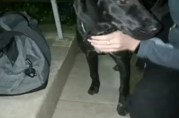 Найдена собака на улице Южной, ищем хозяина
