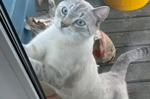 Пропала серо-тигровая кошка в Романовском поселении