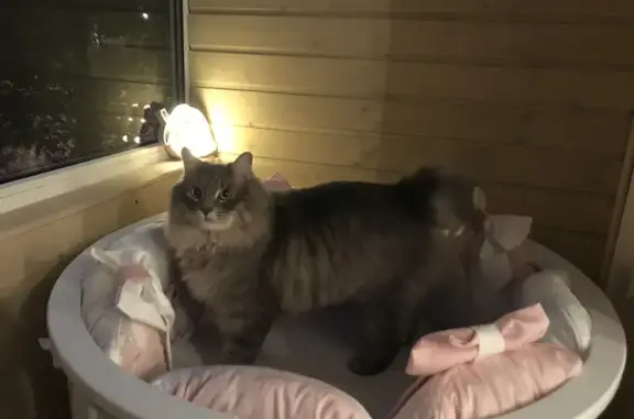 Кошки потеряшки, Санкт-Петербург, фото: Потеряшка кошка Кот на ул. Шостаковича, 5 к1, СПб