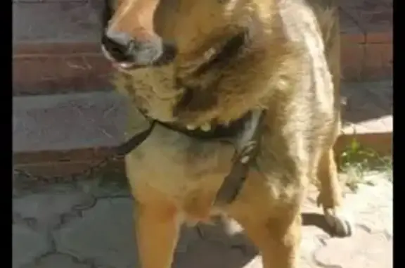 Пропала собака на ул. Чехова, Чеховский район