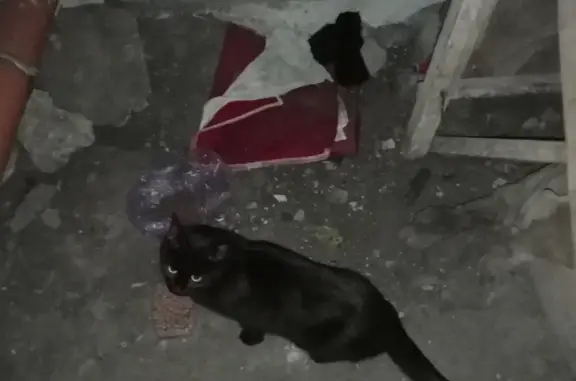 Найдена кошка с котятами на ул. Тельмана, 5 в Тамбове