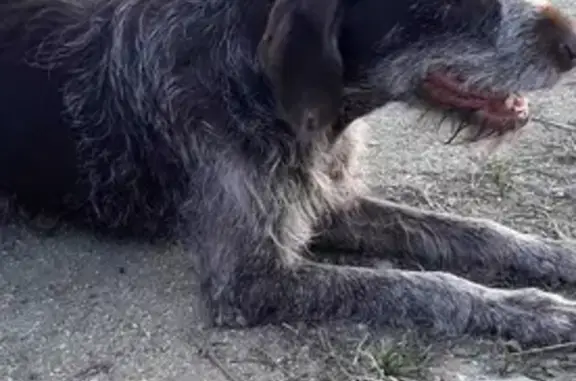 Собака Девочка дратхаар найдена на проспекте Ленина, Екатеринбург