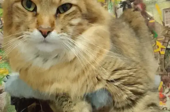 Кошки потеряшки, Смоленск, фото: Потеряшка кошка на Войкова, Смоленск