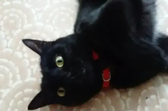 Объявления о пропавших и найденных животных, Тольятти, фото: Пропала кошка на Будённого 17, Тольятти.