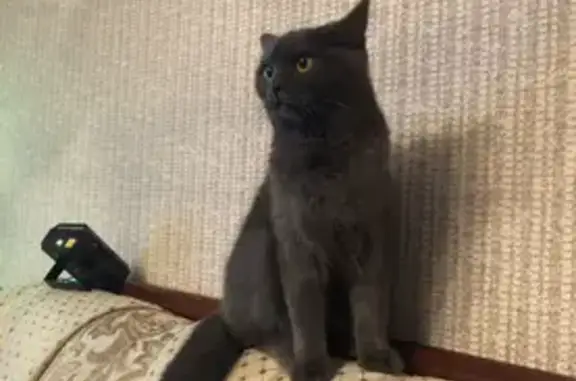 Кошки потеряшки, Санкт-Петербург, фото: Потеряшка кошка на Полюстровском проспекте, СПб