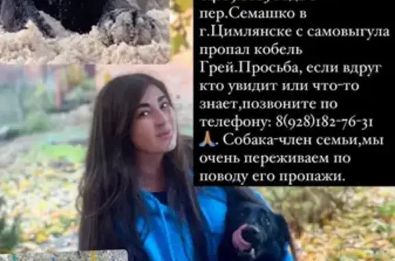 Пропала собака на Семашко 1А, Цимлянск
