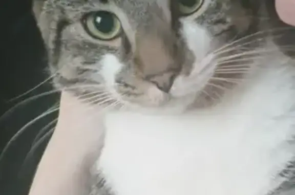 Кошки потеряшки, Санкт-Петербург, фото: Потеряшка кошка на Московском проспекте, 216