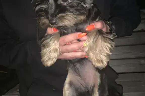 Найдена собака Йоркширский терьер в Подстёпках, Самарская область