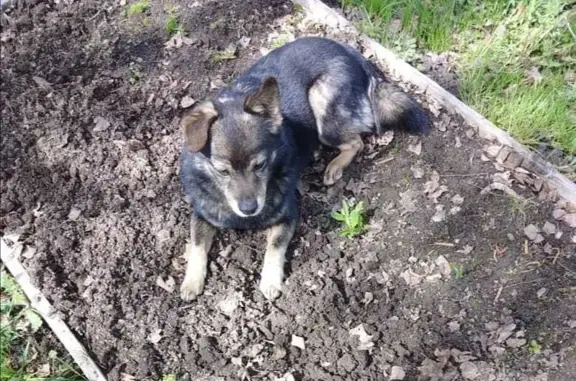 Найдена собака, Московская область, фото: Найдена агрессивная собака в СНТ Борец и Соврыбфлот, Московская область