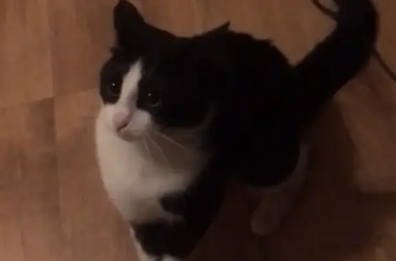 Кошки потеряшки, Санкт-Петербург, фото: Потеряшка кошка 