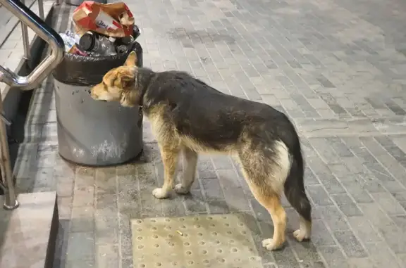 Найдена пугливая собака на Лесопарковой, 5 в Челябинске