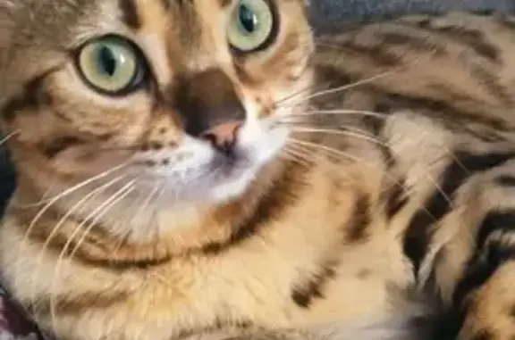 Кошки потеряшки, Мишутино, фото: Потеряшка кошка Шери, А-108, Мишутино