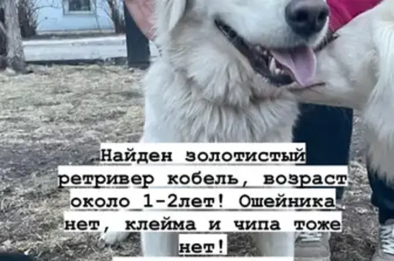 Собака найдена на Новгородской улице, Томск
