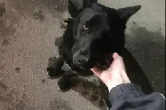 Найдена крупная собака в лесу около парка Победы, Ульяновск