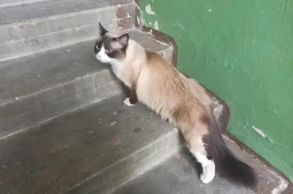 Найдена кошка на Химградской, Окрас похож на сиамского