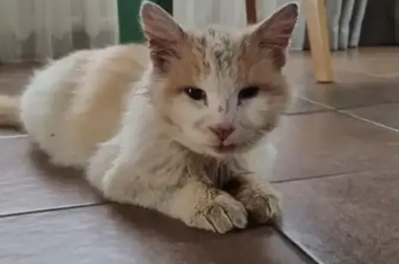 Найдена кошка 34К-123 в Бакшеевском поселении