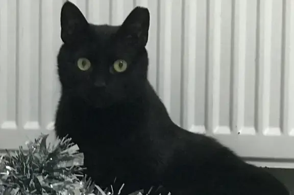 Кошки потеряшки, Заневка, фото: Потеряшка кот-инвалид на Ладожской, 68 в Заневке