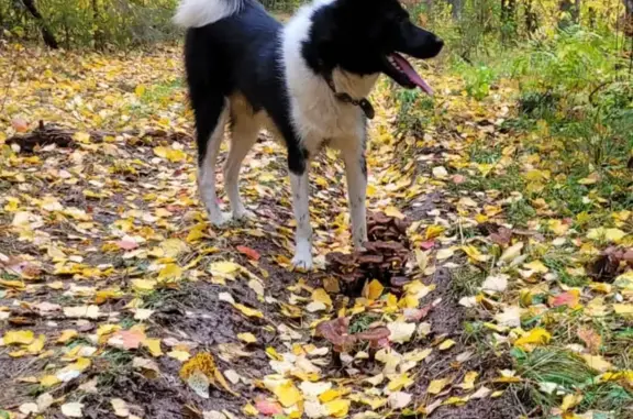 Пропала собака Лайка на Юрьевецкой, 206 в Кинешме
