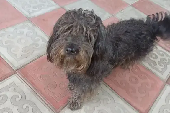 Пропала собака на Набережной, 41, Майма