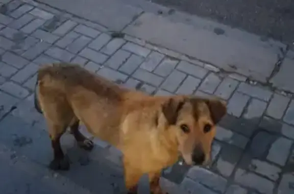 Найдена собака возле д.80 на ул. Народная в Москве.