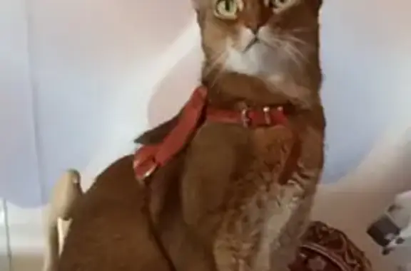 Объявления о пропавших и найденных животных, Тамбов, фото: Пропала рыжая кошка на Андреевской улице, Тамбов