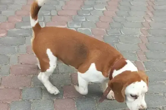 Найдена собака на ул. Захарова 7 в Сургуте
