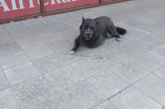 Собака в наморднике на ул. Объединения, 27, Новосибирск