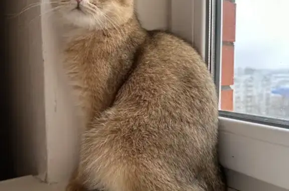 Кошки потеряшки, Новосибирск, фото: Потеряшка кошка на бульваре Молодёжи, 18, Новосибирск