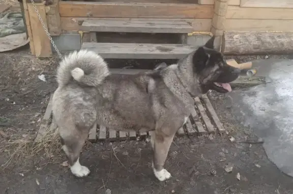 Найдена собака Порода Американская Акита в Томской области