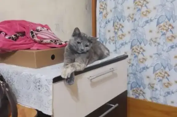 Кошки потеряшки, Ульяновск, фото: Потеряшка кошка на Полбина, 47 в Ульяновске.