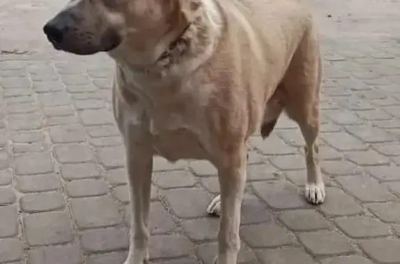 Пропала собака Гретта в Ельце, на ул. 8 Марта