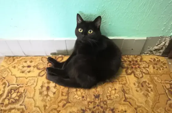 Найдена черная кошка в Люберцах