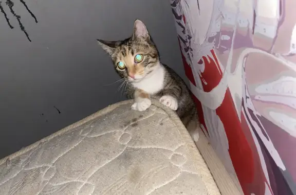 Пропала кошка на Академической, 3 в Шатуре