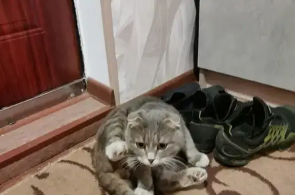 Найден кот на Чернышевского 62 в Брянске