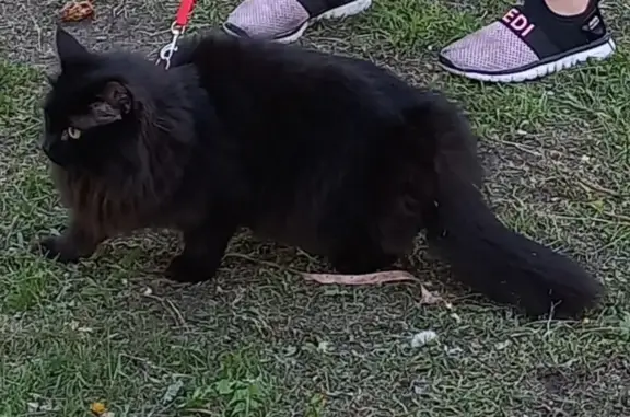 Пропала пушистая черная кошка на ул. Студенческой, 49