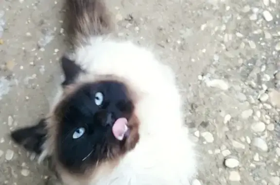 Пропала сиамская кошка в Пятигорске, Ставропольский край