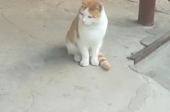 Найден котик на улице Державина, нужен дом