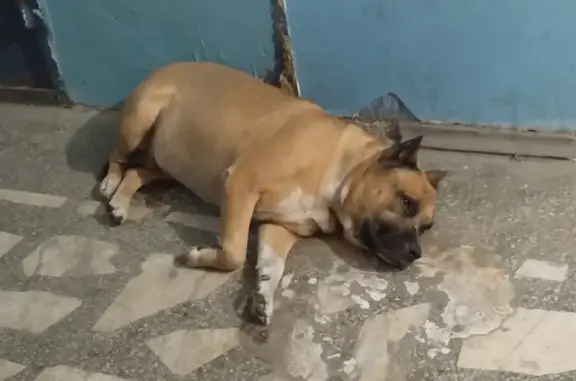 Найдена собака, Красноярск, фото: Найдена добрая собака на Даурской улице, Красноярск