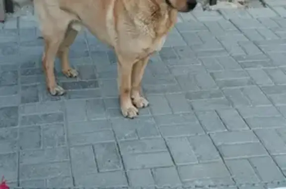 Собака ищет хозяина на ул. Смоленской 15, Центральная площадь, Тюмень