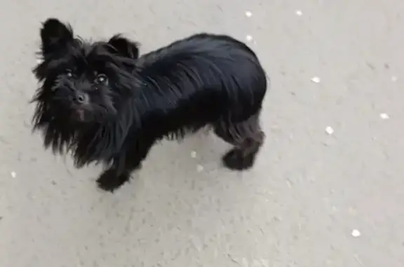Найден черный пёс в Волгодонске, ищет хозяина. 🆘