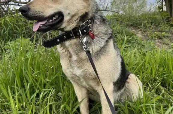 Собака найдена в Московской области без ошейника