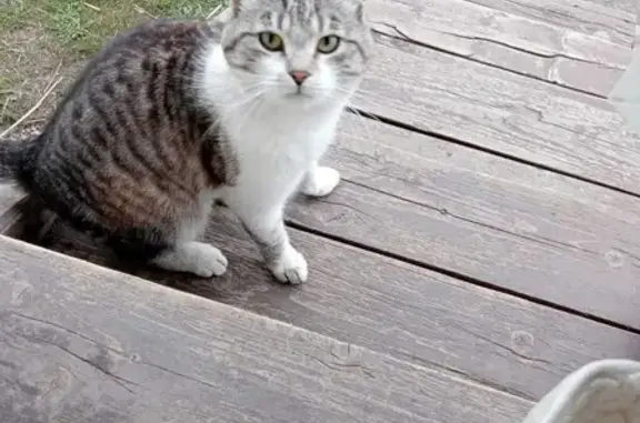 Найден ухоженный кот на Красной улице, Дергаево