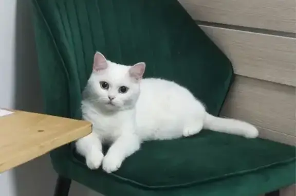 Кошки потеряшки, Ярославль, фото: Потеряшка белая кошка на ул. А. Додонова, 2 к6, Ярославль