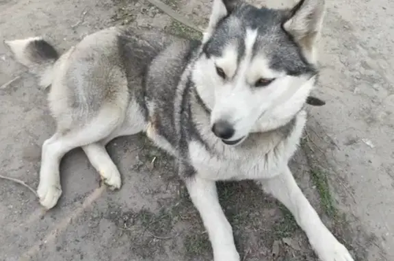 Найдена собака Хаски на Сибирской улице, Курган