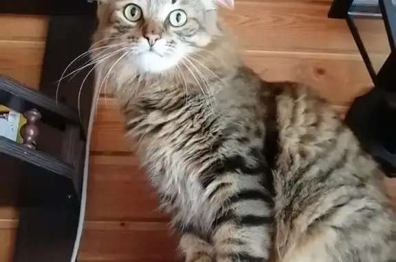Пропала кошка Кот Шурик в Загорянском, Московская область