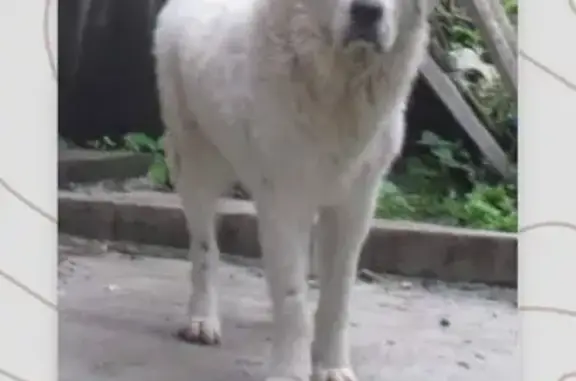 Пропала собака в Тульской области, помогите найти!