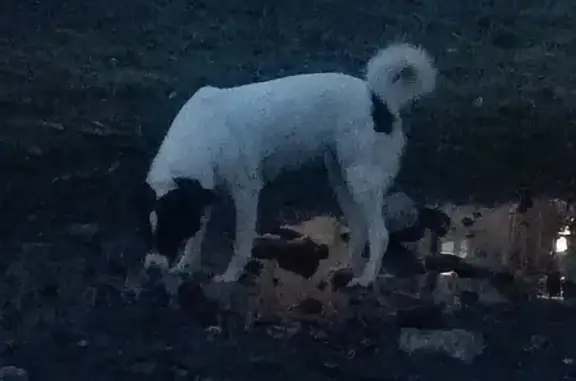 Потеряшка собака возле Тимме 21 в Архангельске