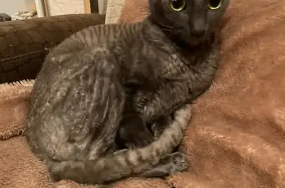 Кошки потеряшки, Санкт-Петербург, фото: Потеряшка кошка Буся на пр. Космонавтов 30/1